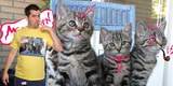 Meowicorn & Friends...REBORN! (For my buddy GodMachine)