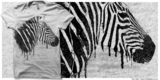 White With Black Stripes